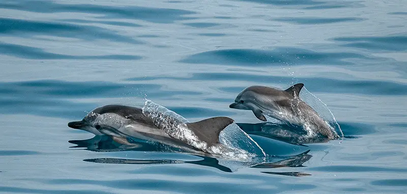 deux dauphins dans l'océan