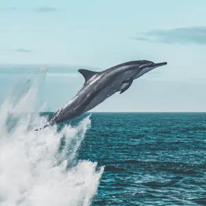 un dauphin qui saute en plein ciel