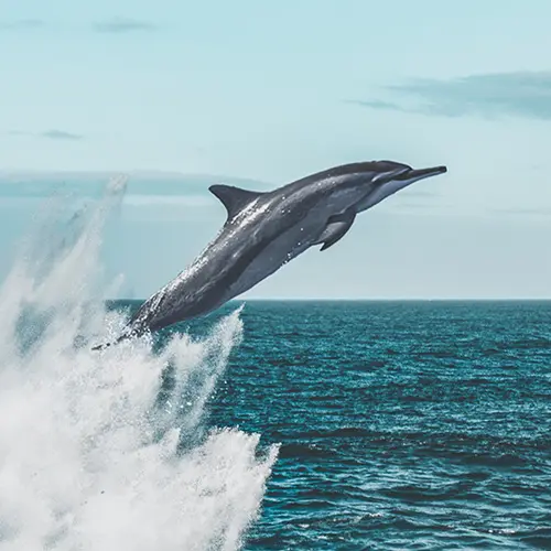 un dauphin qui saute en plein ciel
