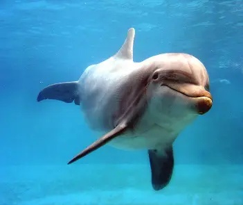 portrait d'un dauphin