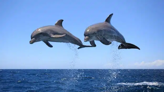 deux dauphins en plein envol au-dessus de la mer