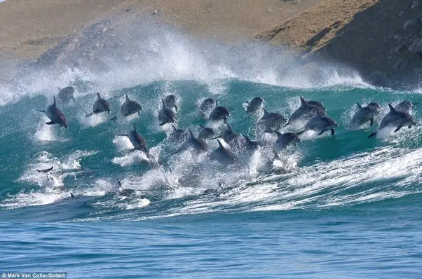 un large groupe de dauphins en train de surfer une vague de l'océan